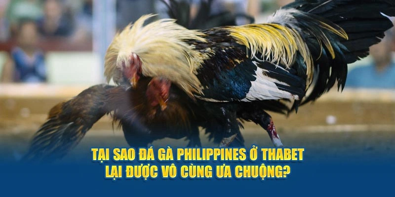 Tại Sao Đá Gà Philippines Ở Thabet Được Vô Cùng Ưa Chuộng?